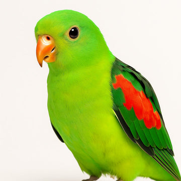 Pet Bird Picks